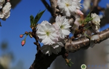 学院春花烂漫时（三）