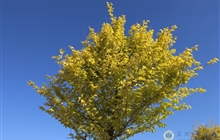 学院春花烂漫时（三）