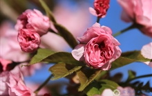 学院春花烂漫时（三）