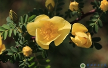 学院春花烂漫时（三）