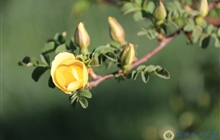 学院春花烂漫时（三）