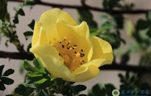 学院春花烂漫时（三）