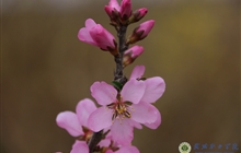 学院春花烂漫时（三）