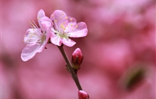 学院春花烂漫时（三）