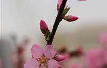学院春花烂漫时（三）