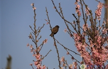 学院春花烂漫时（三）