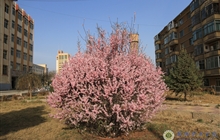 学院春花烂漫时（三）