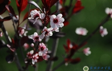 学院春花烂漫时（三）