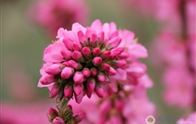 学院春花烂漫时（三）