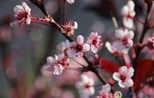学院春花烂漫时（三）